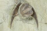 Plate of Partial Trilobite (Kaskia) Fossils - Illinois #251245-3